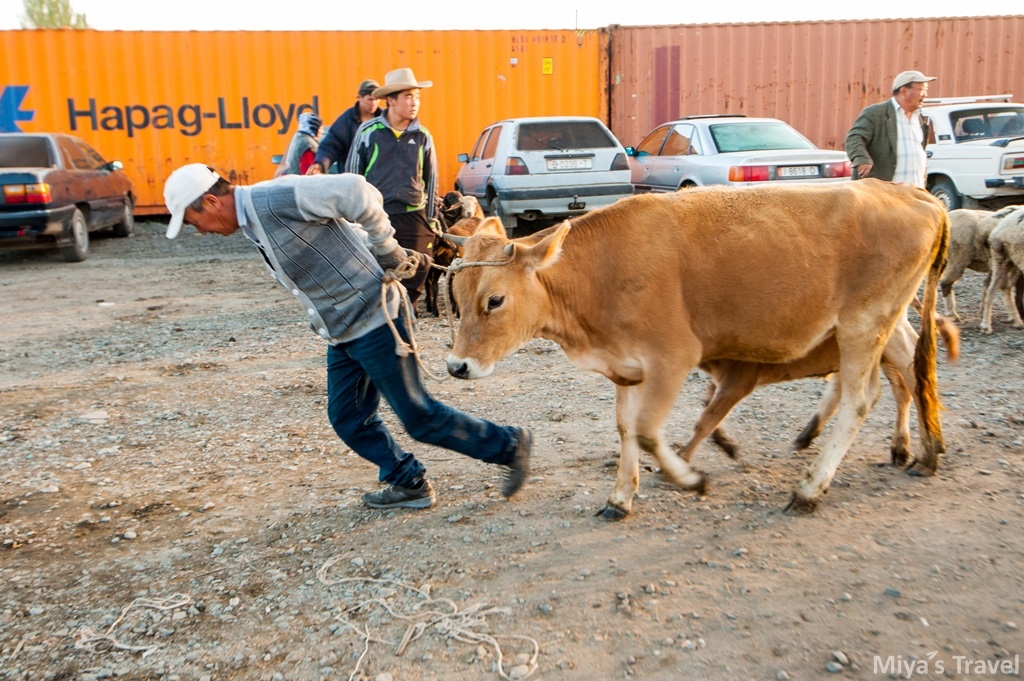 中亞吉爾吉斯∣在Karakol遇見最大動物市集
